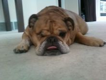 Toro the Bulldog